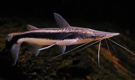 LIMA SHOVELNOSE CATFISH