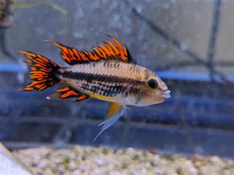 APISTOGRAMMA CACATUOIDES