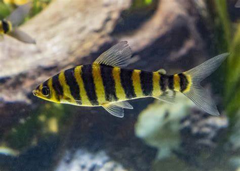 BANDED LEPORINUS
