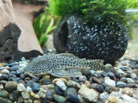 L-146 RUBBERLIP PLECOSTOMUS
