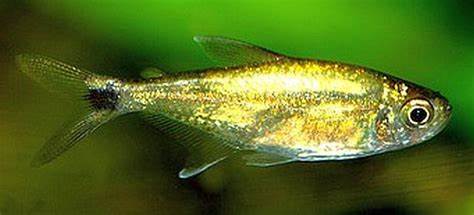 GOLD TETRAS