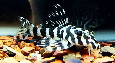 L-134 LEOPARD FROG PLECO