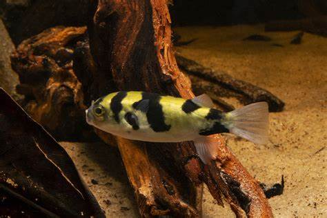 AMAZON FRESHWATER PUFFERS