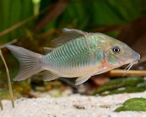 CORYDORAS BROCHIS SPLENDENS 10 pack