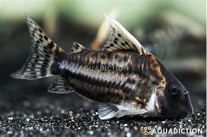CORYDORAS SUPER SCHWARTZI (CW028)