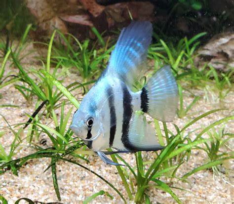 BLUE PINOY PARAIBA ANGELS