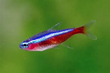 CARDINAL TETRAS