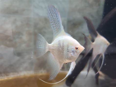 LILAC ANGELFISH