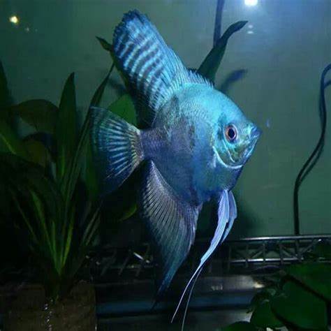 BLUE PARAIBA VEIL ANGELFISH