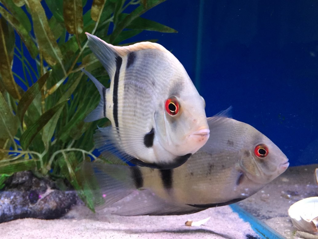PANDA UARU FERNANDEZI CICHLIDS