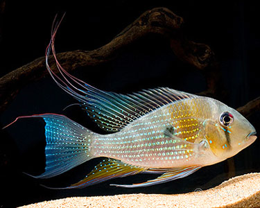 THREADFIN GEOPHAGUS HECKELII