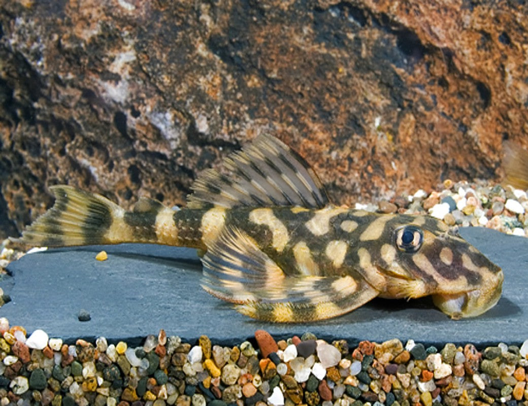 L-052 ATABAPO BUTTERFLY PLECO