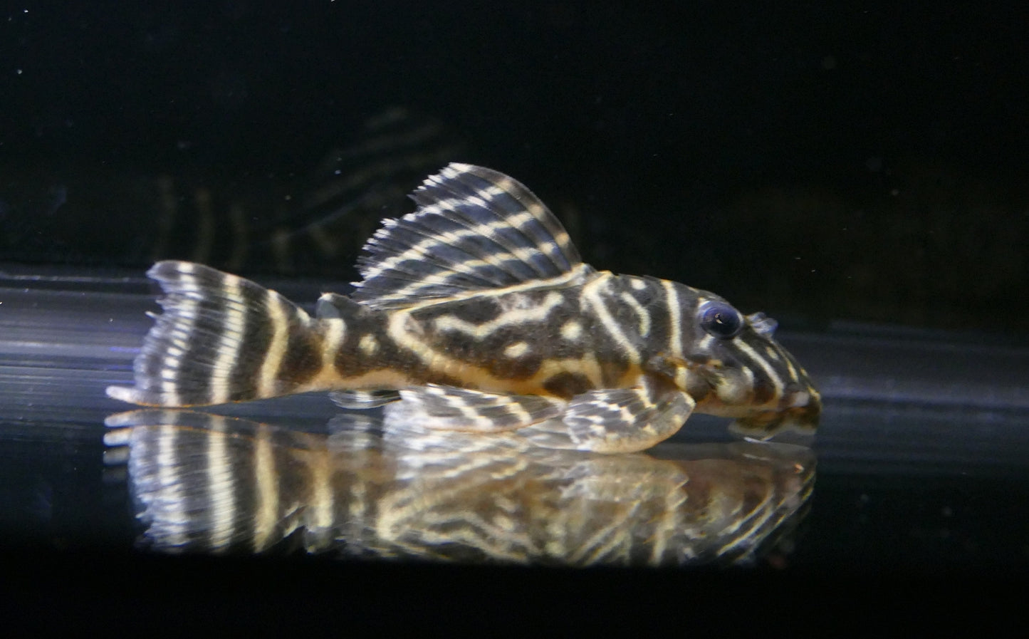 L-129 ZEBRA PLECOSTOMUS