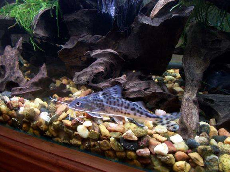 Pictus Catfish