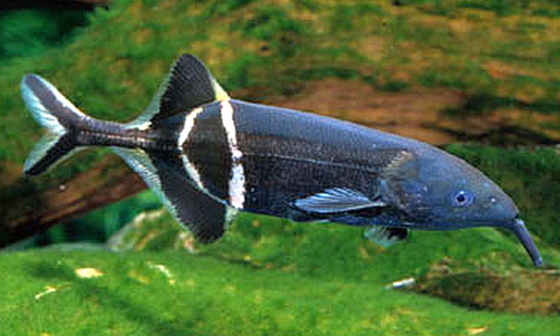 ELEPHANT NOSE FISH