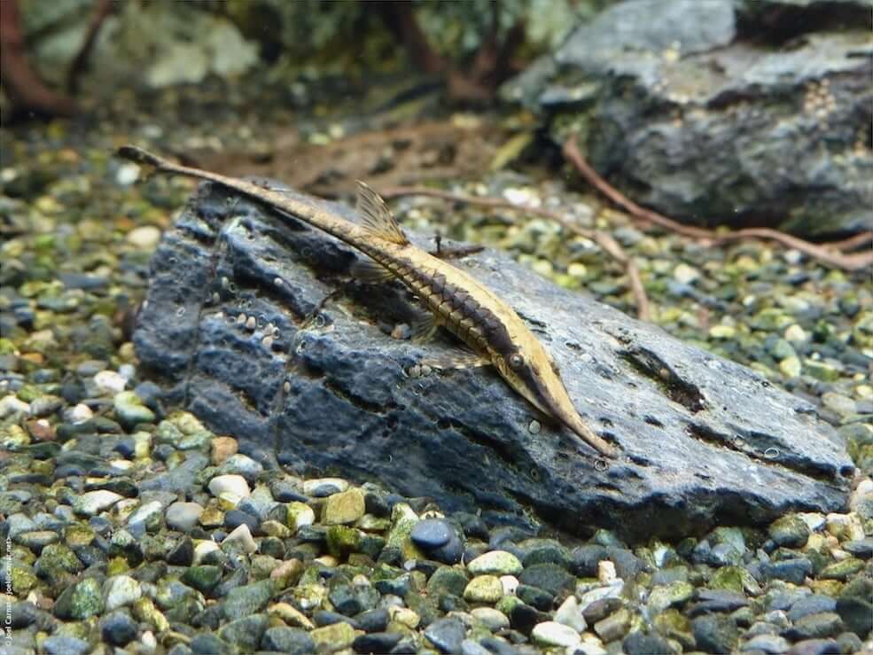 TWIG CATFISH ( Farlowella )