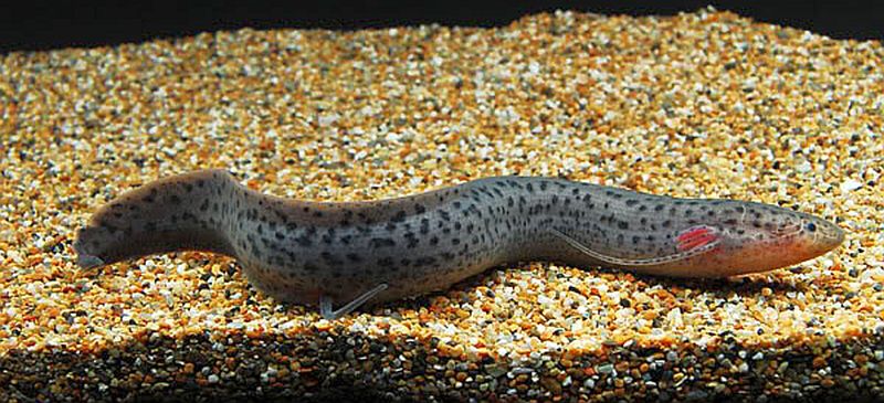 SPOTTED LUNG FISH