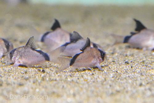 BANDIT CORYDORA (METAE) 10 pack