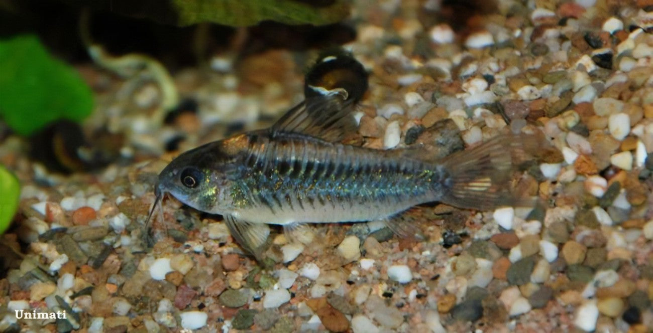 ELEGANT CORYDORAS 10 pack