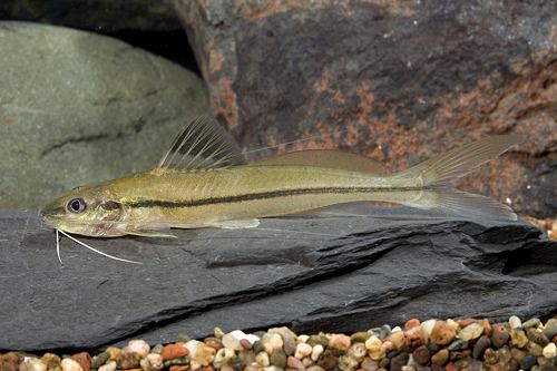 4-LINE PIMELODELLA