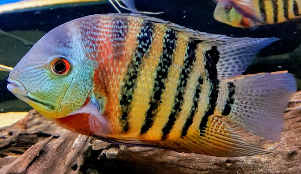TIGER STRIPED SEVERUMS