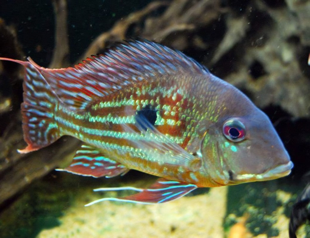 STRIPE TAIL WINEMILLERI CICHLID