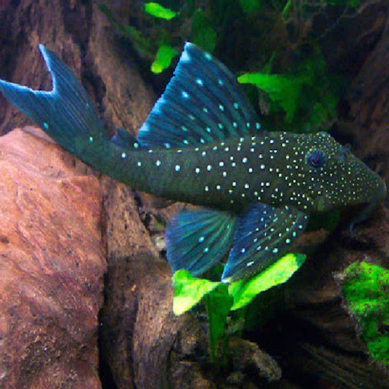 L-128 Blue PHANTOM PLECOSTOMUS
