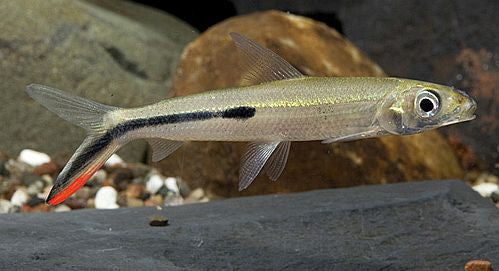 RED TAIL HEMIODUS