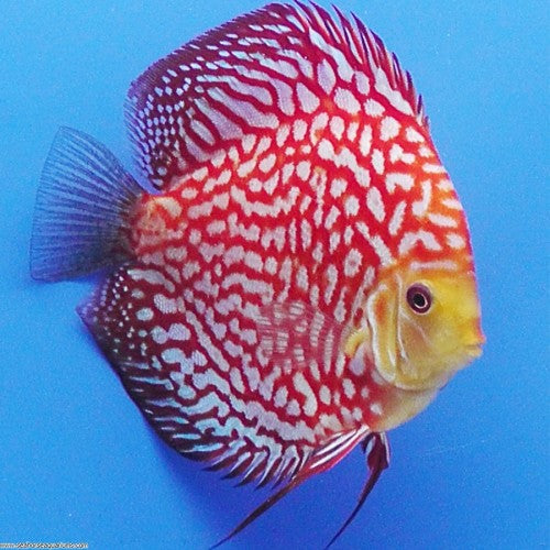 Red Pigeon Blood Discus 4 inch bright red discus freshwater fish aquarium