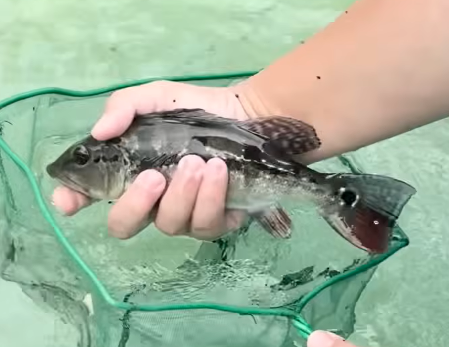 Xingu Peacock Bass 8-10”