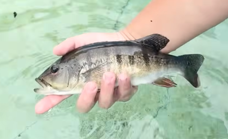 Intermedia Peacock Bass 10”