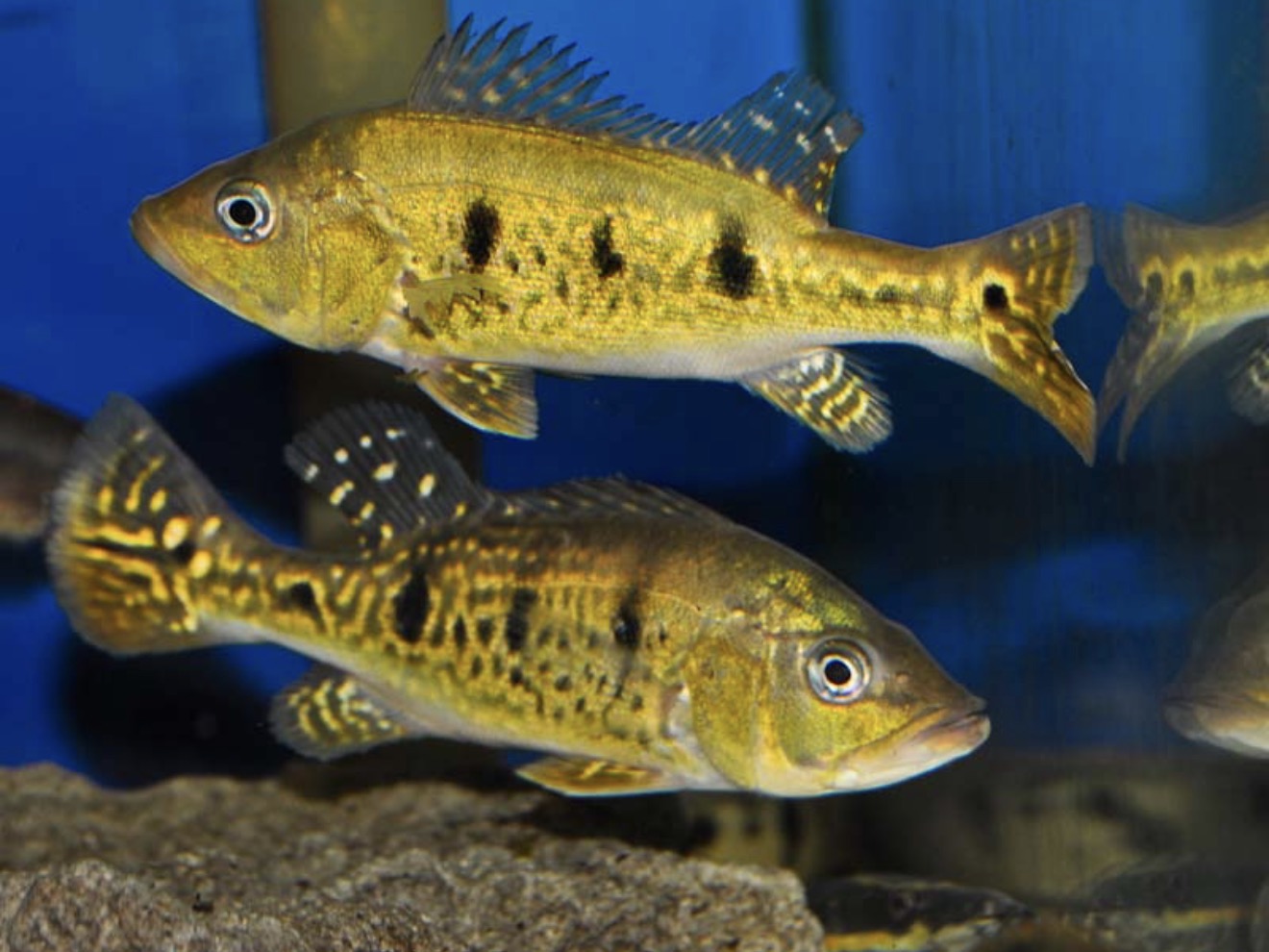 Spider Kelberi Peacock Bass 3-4 inch juvenile peacock bass predator fish aquarium