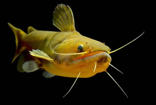 GULPER (TONGOLINO) CATFISH
