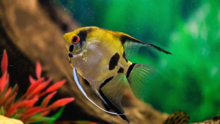 PANDA VEIL ANGELFISH