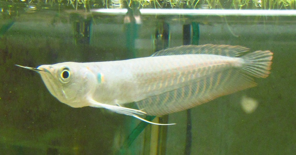 SILVER AROWANAS (SMALL)