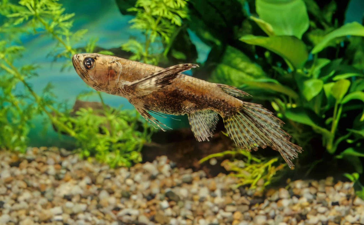 AFRICAN BUTTERFLY FISH