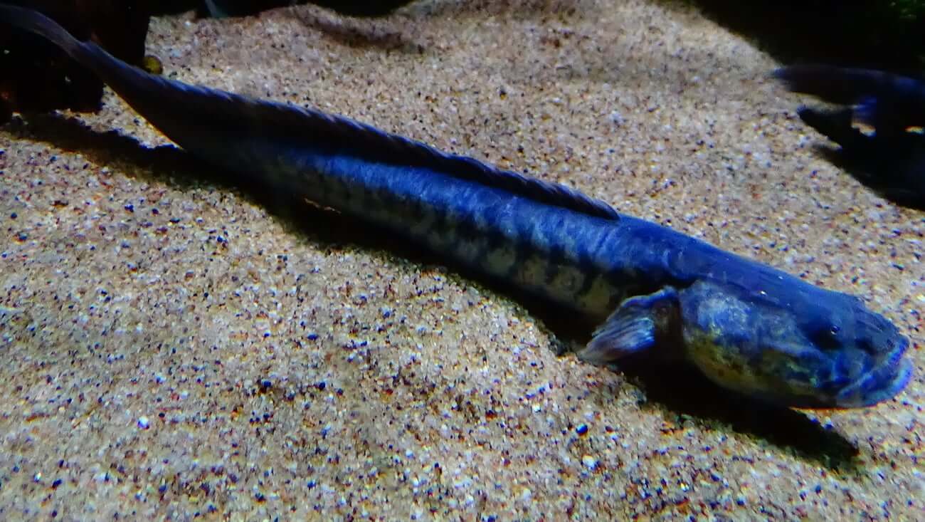 Dragon Gobies (Brackish)