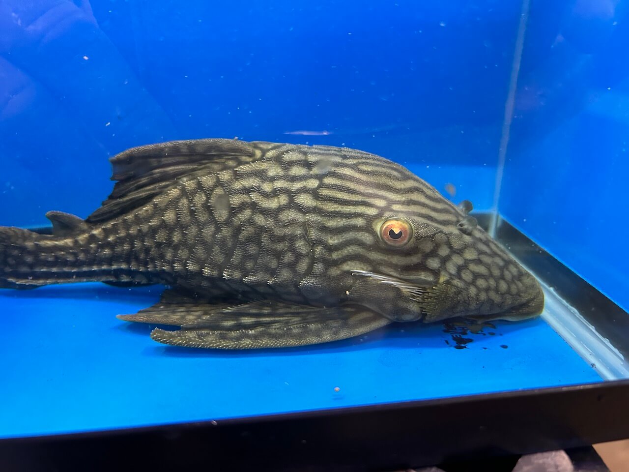 L-330 SEMI SPOTTED ROYAL WATERMELON PLECOSTOMUS (12”)