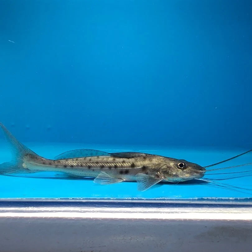 VULTURE (MOTA) CATFISH – Rob's Aquatics Fish Shop
