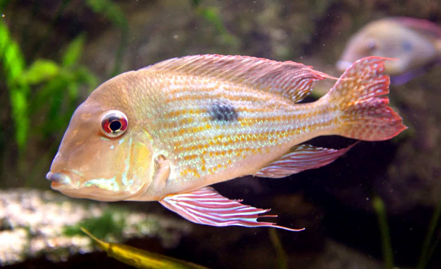 RED STRIPE EARTHEATER (GEOPHAGUS SURINAMENSIS)