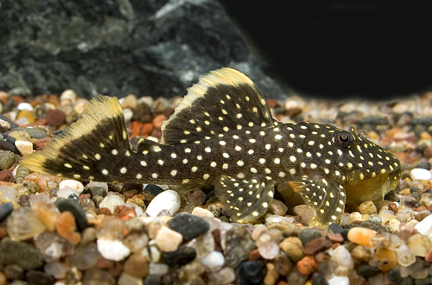 L-018 GOLD NUGGET PLECO