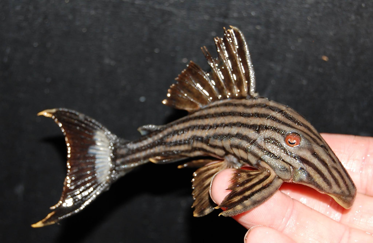L-190 ROYAL PLECO