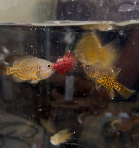 Golden Leopard Oscar 2-3”