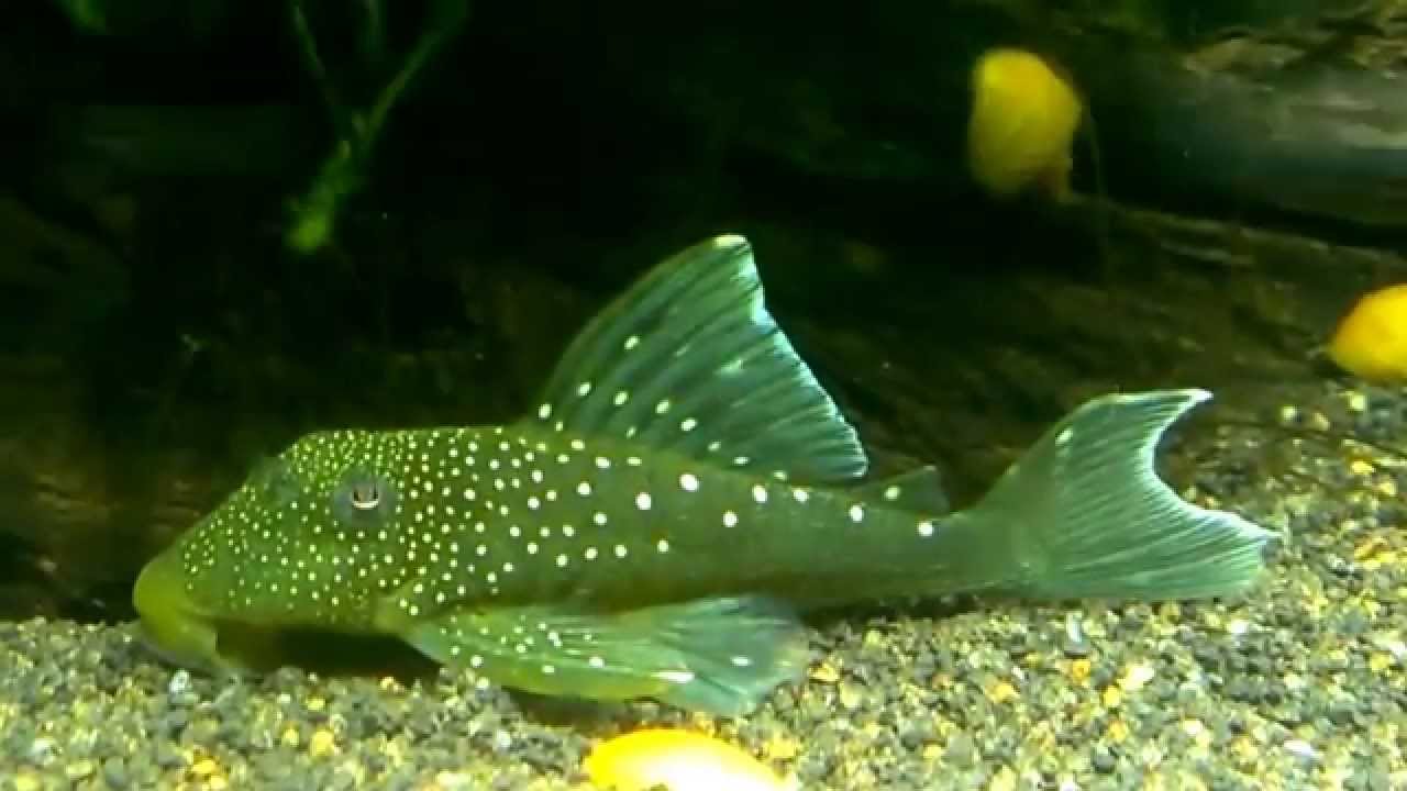 L-200 GREEN PHANTOM PLECOSTOMUS