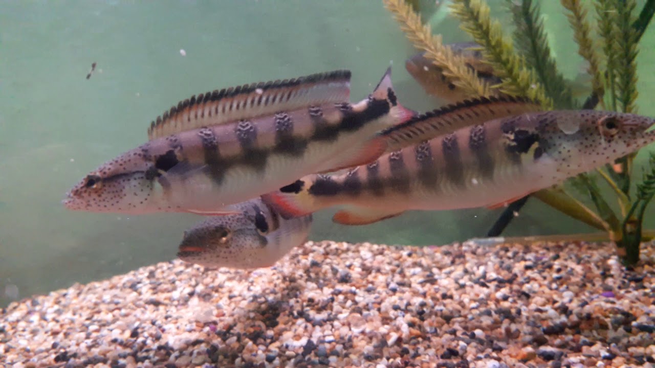 RED SPOTTED LENTICULATA PIKES