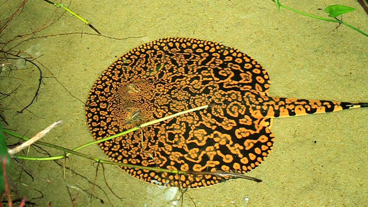 TIGER STINGRAY