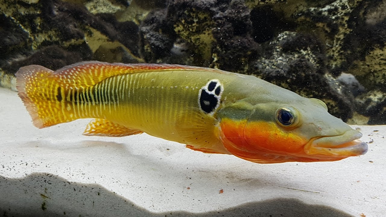 ZEBRINA PIKE (LGE) CRENICICHLA ZEBRINA
