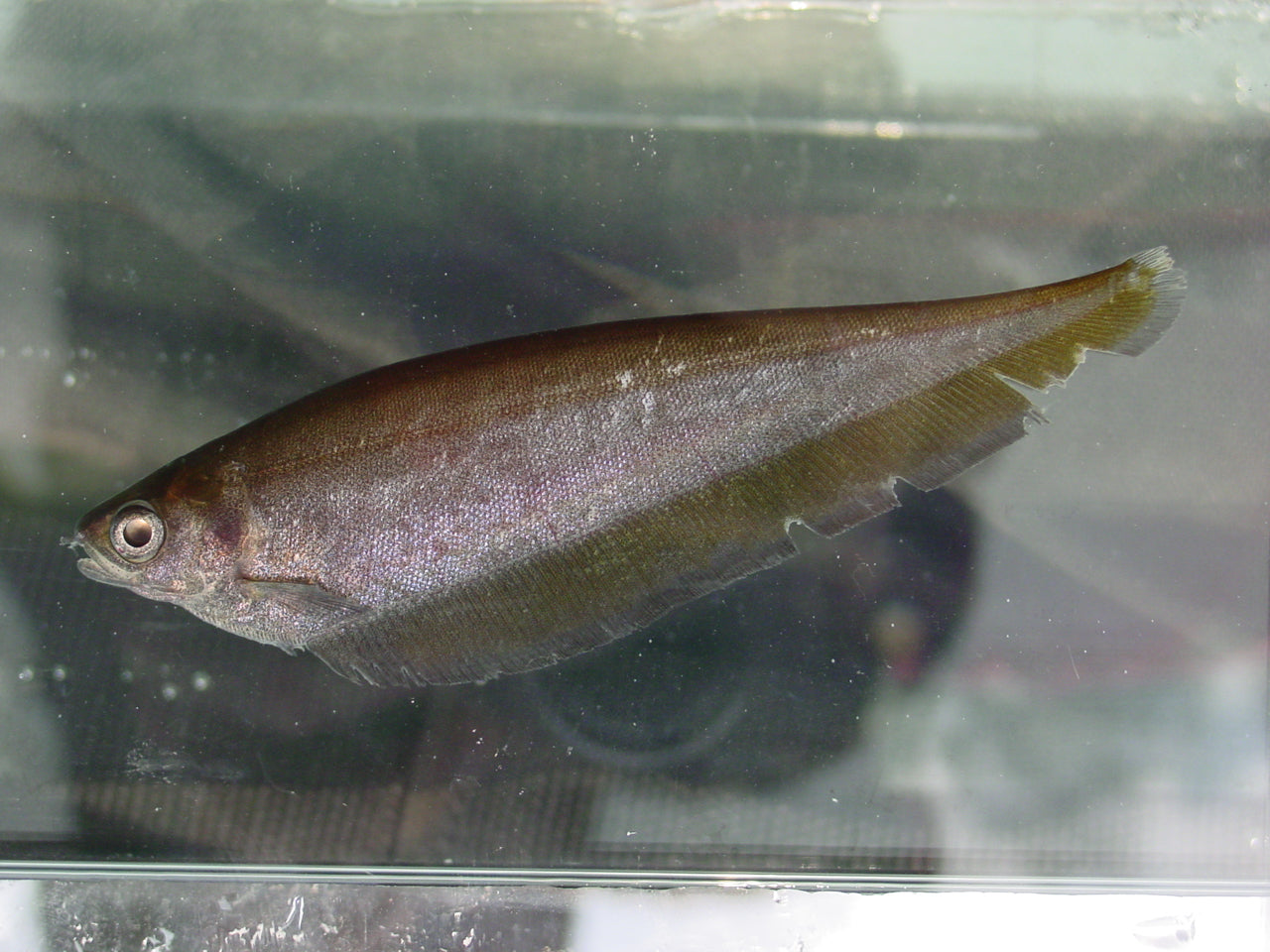 AFRICAN BROWN KNIFE FISH