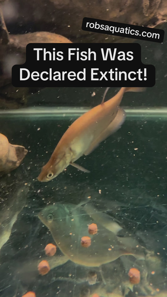 4-5” Giant Featherback Knife Fish ( Chitala Lopis )