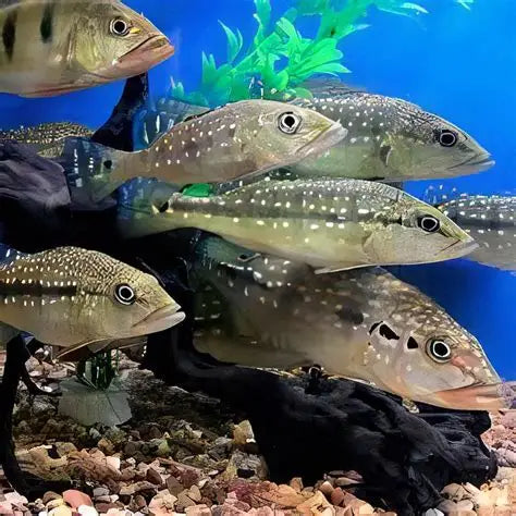 3" Xingu Peacock Bass